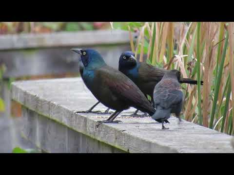 Common grackles, Brown-headed cowbirds and Red-winged blackbirds