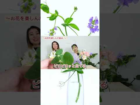 スイートピーについて詳しく解説