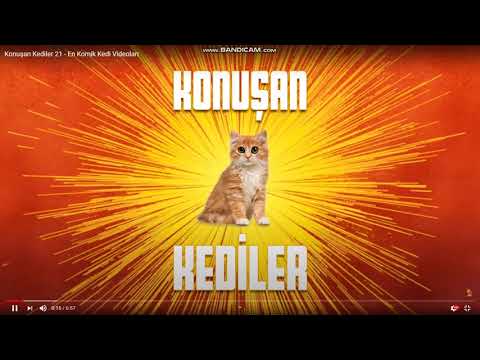 konuşan kediler serisi 1