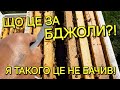 Я ТАКОГО ЦЕ НЕ БАЧИВ Що це за бджоли бджільництвов6тирамвуликах