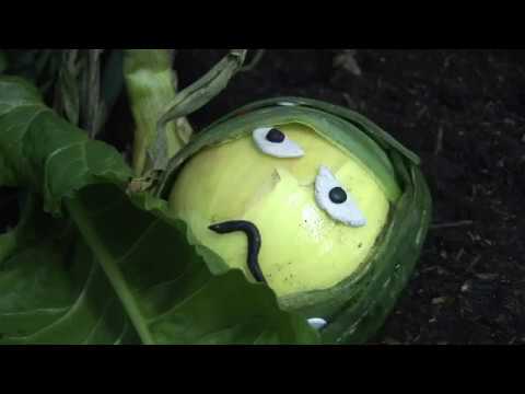 Dig it, Grow it - 2010