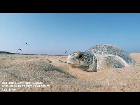 "The Arribada" -Trailer