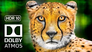 Most Amazing Animals 8K HDR Dolby Vision Video at 120 FPS - 4K TV