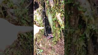 Download lagu Penemuan jenglot dalam pohon tua #shorts #mistis #jenglot #shortvideo mp3 Download lagu Penemuan jenglot dalam pohon tua #shorts #mistis #jenglot #shortvideo mp3