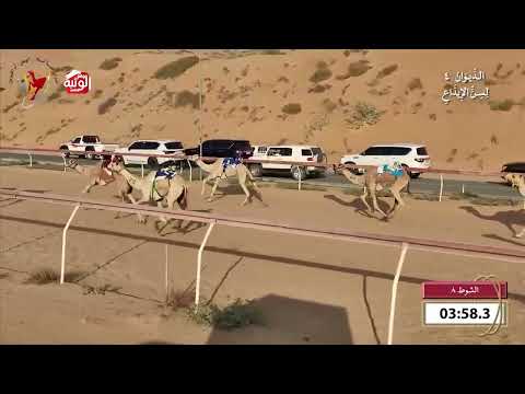    ش 8 (سلسبيل) لـ محمد علي حمد عبدالهادي الحذنه 7:54 , شارة الديوان 4 2026/10/25 اللبسه ايذاع 