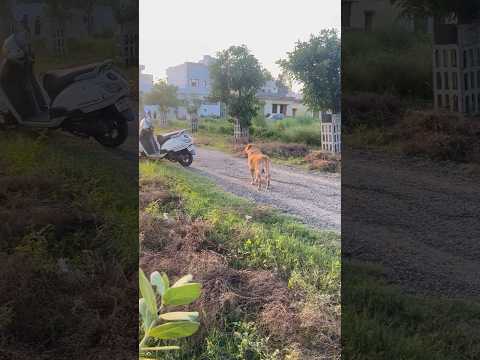 Leo ko chod dia mene sadak pe #shorts #minivlog | Anant Rastogi