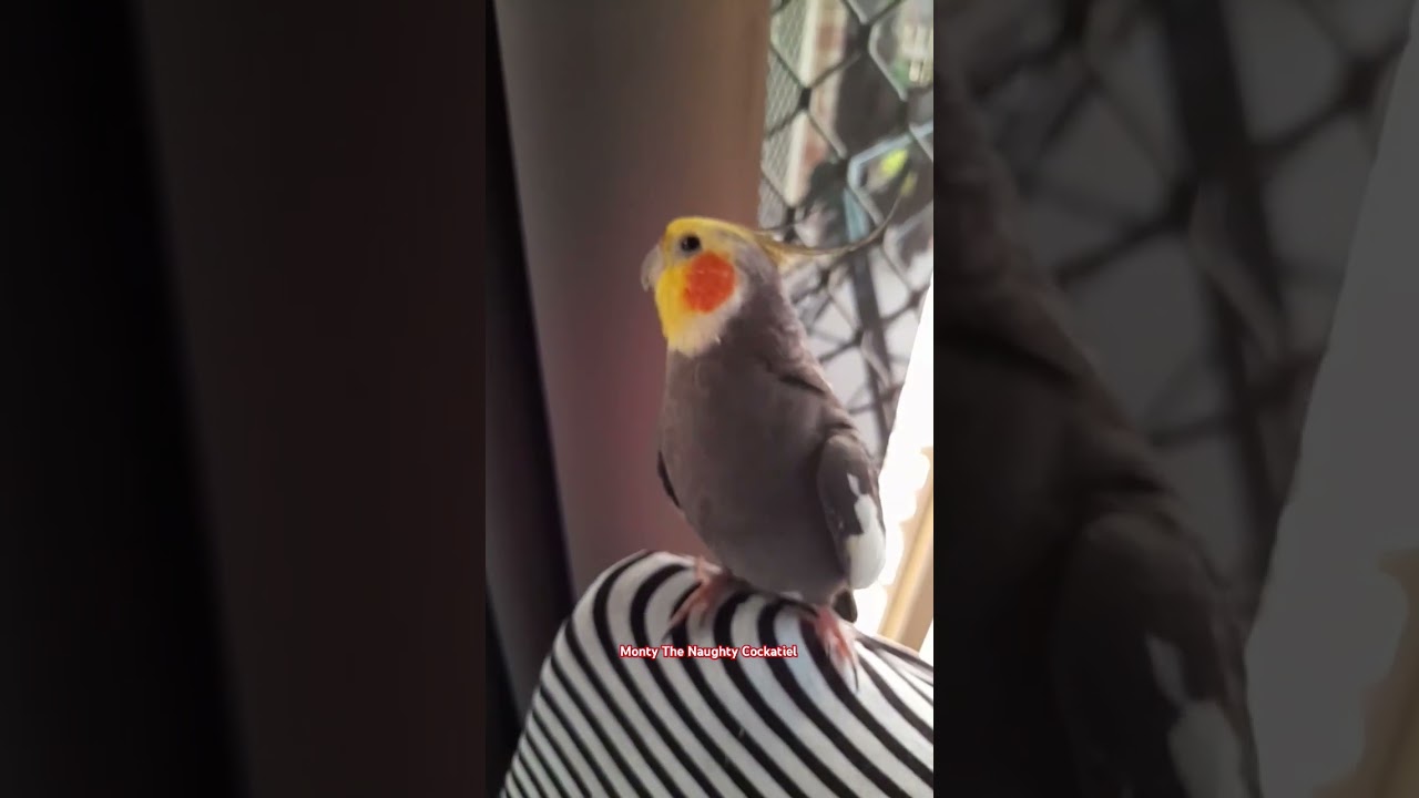 Monty The Naughty Cockatiel singing his HAPPY SONG ❤️ Cockatiel singing and dancing