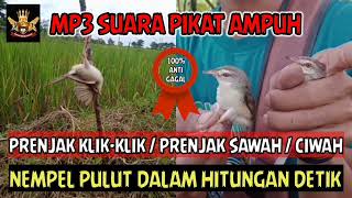 Download lagu SUARA PIKAT BURUNG ciblek sawah / prenjak sawah / prenjak klik-klik mp3