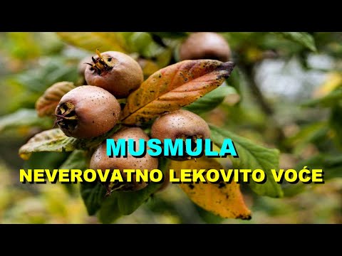 MUŠMULA - NEVEROVATNO LEKOVITO VOĆE
