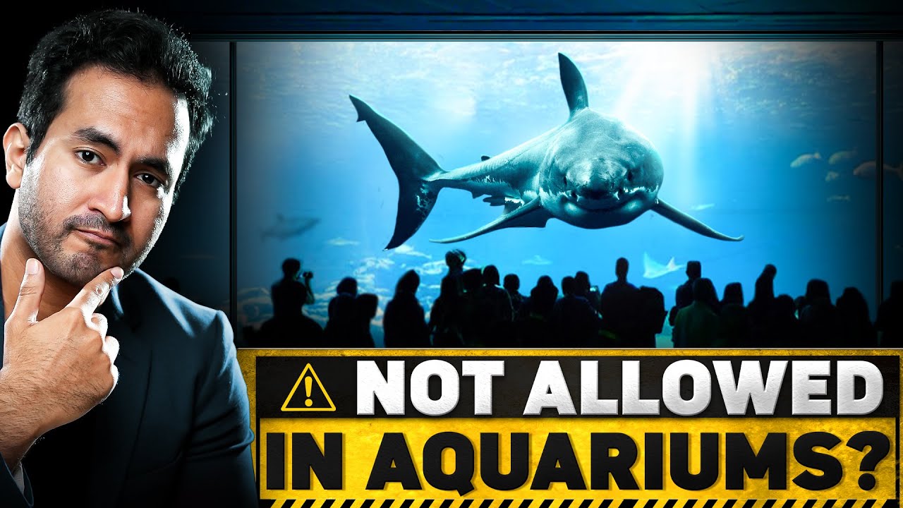 इसीलिए Great White Shark को Aquarium में कभी नहीं रखा जाता Unique Fact of Great White Sharks