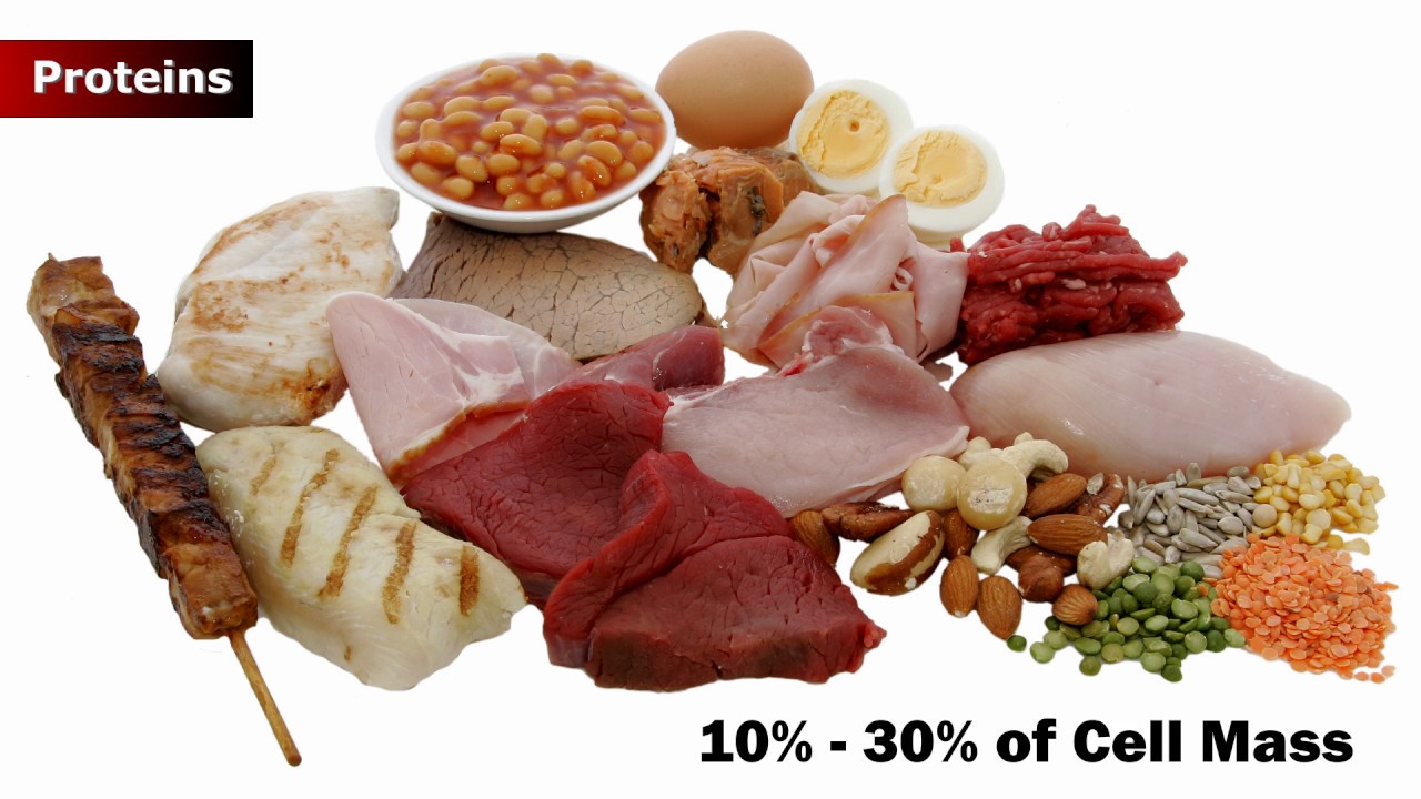 Biomolecules: The Proteins