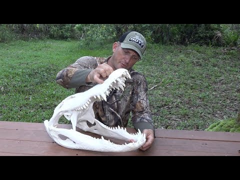 How to Euro Mount an Alligator ft. Whitebone Creations