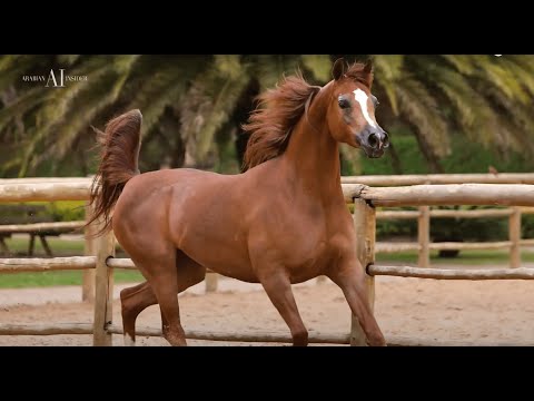 ⚜️ HARAS DAS FAIAS OPEN HOUSE ⚜️⁣ November 15 | Brazil⁣