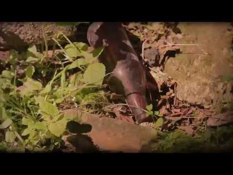 HP (It's Me) Ft. Pee Gunna- Money Bag