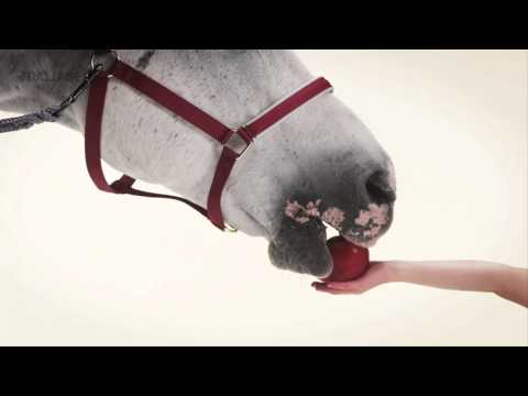 Horse1 Channel ID "Barn" - Dallas Sthlm