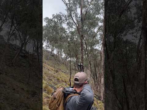 BOWHUNTING ASMR. sound up!hows the POP! #hunting #deer #wildanimals #archery
