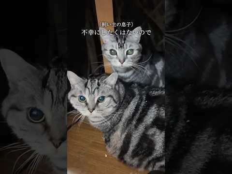 【ごめんね…】母を亡くして最愛の猫を手放さざるを得なかった...障がいを抱える息子と3匹の愛猫との別れ。