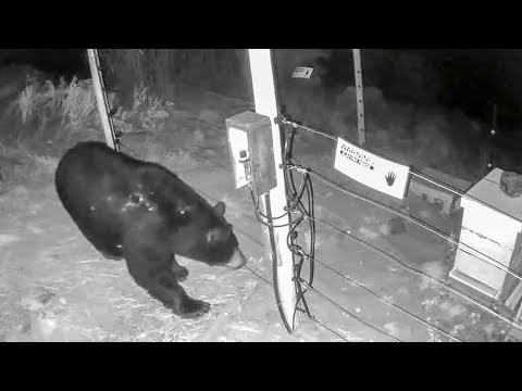 Bears receiving shocks from electric fence