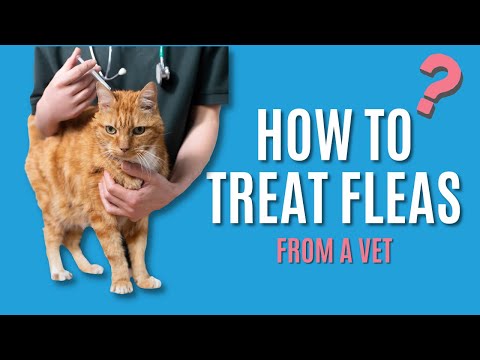 How To Treat FLEAS From A VET!