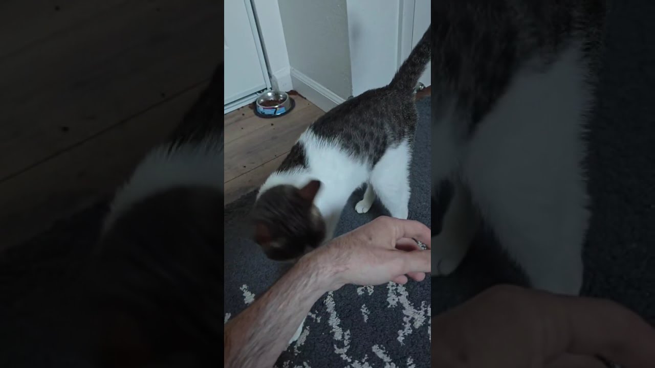 Enlarge Mirabelle, a Adoptable mixed breed in Denver, CO video 6/6