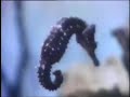 Classic Sesame Street Film Seahorses 1971