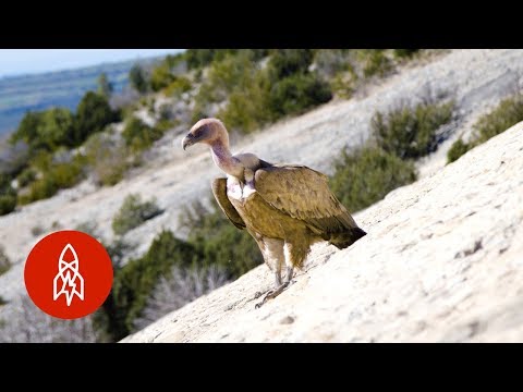 The Vultureman of Spain