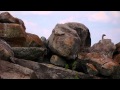 Video for Serengeti Safari Camp - West