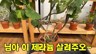 집에서 키우던 제라늄 어찌할지 몰라 가져왔습니다