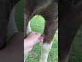 Peeling A Horse S Chestnut Satisfying Shorts