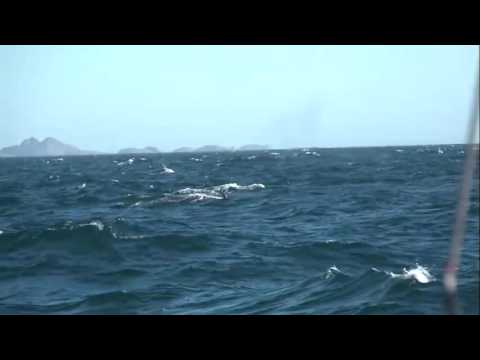 Whales Davis Strait, Greenland 27th Sept