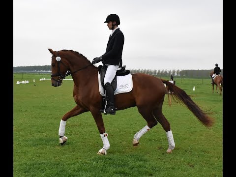 Franzis - 4yo gelding by Franziskus