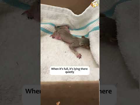 My little dog found a little life in the yard, and then...(Part I)#animal #rescue #rescueanimals