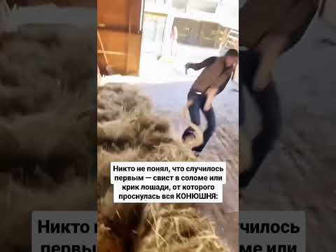 Никто не понял, что случилось первым — свист в соломе или крик лошади, проснулась вся КОНЮШНЯ: