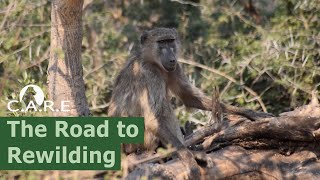 The Road To Rewilding - How Baboons Can Benefit You