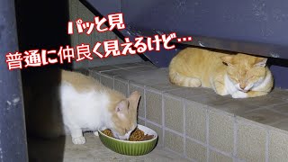 絵面はどこからどうみても微笑ましい仲良しに見えるのに仲良しなのか悪いのかよくわからん2匹の猫達【猫動画】【借金残74.5万】