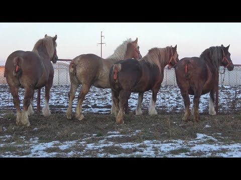 Caii lui Romica de la Sinnicoara, Cluj 25 ian 2018
