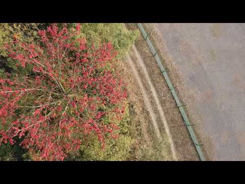 শিমুল ফুল || Shimul flower