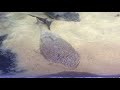 Pseudohemiodon apithanos Pseudohemiodon apithanos