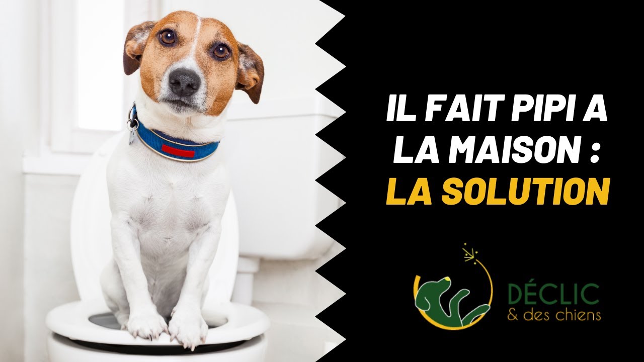 Mon chien fait pipi dans la maison, mes astuces pour qu'il arrête !