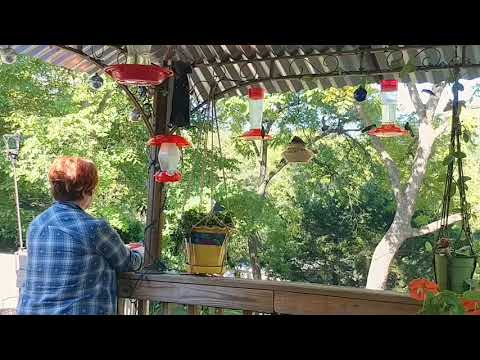 Enjoying The Hummingbird Frenzy In Paradise