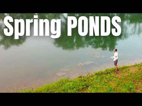 SPRING BASS FISHING In Small PONDS