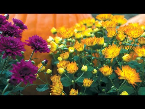 download lagu mp3 mp4 Garden Mum Plant, download lagu Garden Mum Plant gratis, unduh video klip Garden Mum Plant