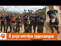 8 nieuwe pups op de opvang!! | DierenpraatTV