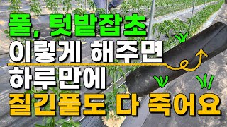풀 잡초 이렇게 하면 질긴풀도 싹다 죽습니다 힘들게 뽑지마세요 풀과의전쟁 끝 풀제거방법 풀없애는법 고추밭