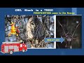 Owl Was Struck In A Tree For More Than 24 Hours Firefighters Rescue The Owl OwlRescue