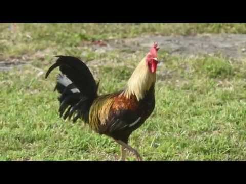 download lagu mp3 mp4 Ruffled Feathers Chicken, download lagu Ruffled Feathers Chicken gratis, unduh video klip Ruffled Feathers Chicken