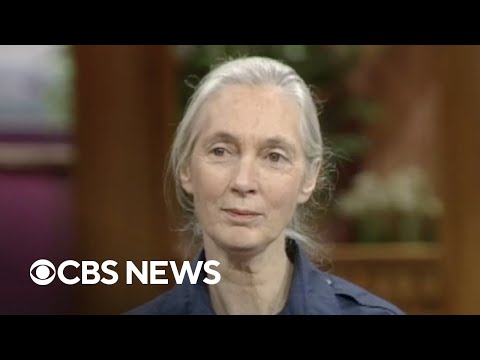 From the archives: Jane Goodall explains how humans and chimpanzees are alike