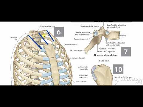 Thoracic cage 5