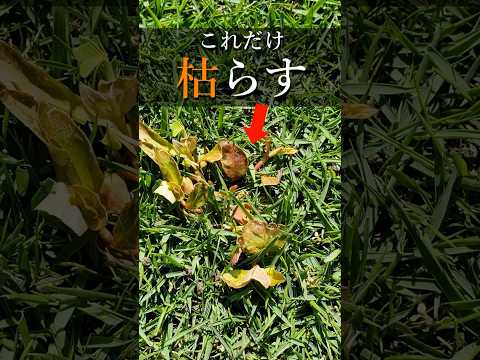 広い場所の除草方法は？雑草を完全かつ迅速に除去する 4 つの自然な方法  庭園