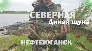 Рыбалка в нефтеюганске и нефтеюганском районе